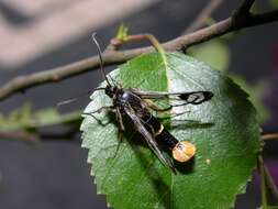 Imagem de Synanthedon scoliaeformis Borkhausen 1789