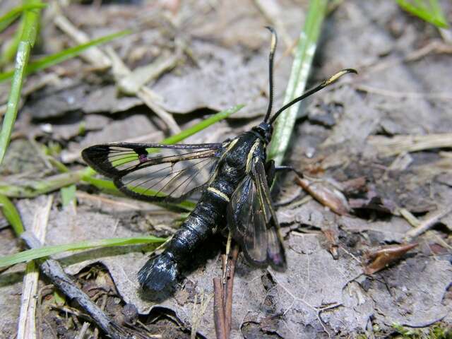 Imagem de Synanthedon spheciformis Schiffermüller & Denis 1776