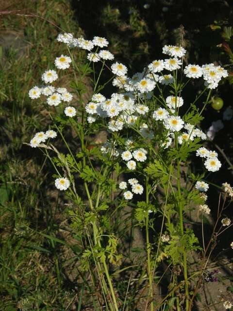 Слика од Tanacetum