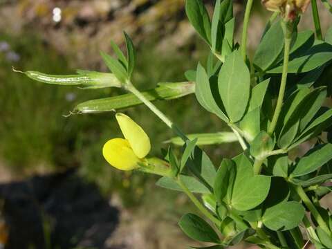 Image of trefoil