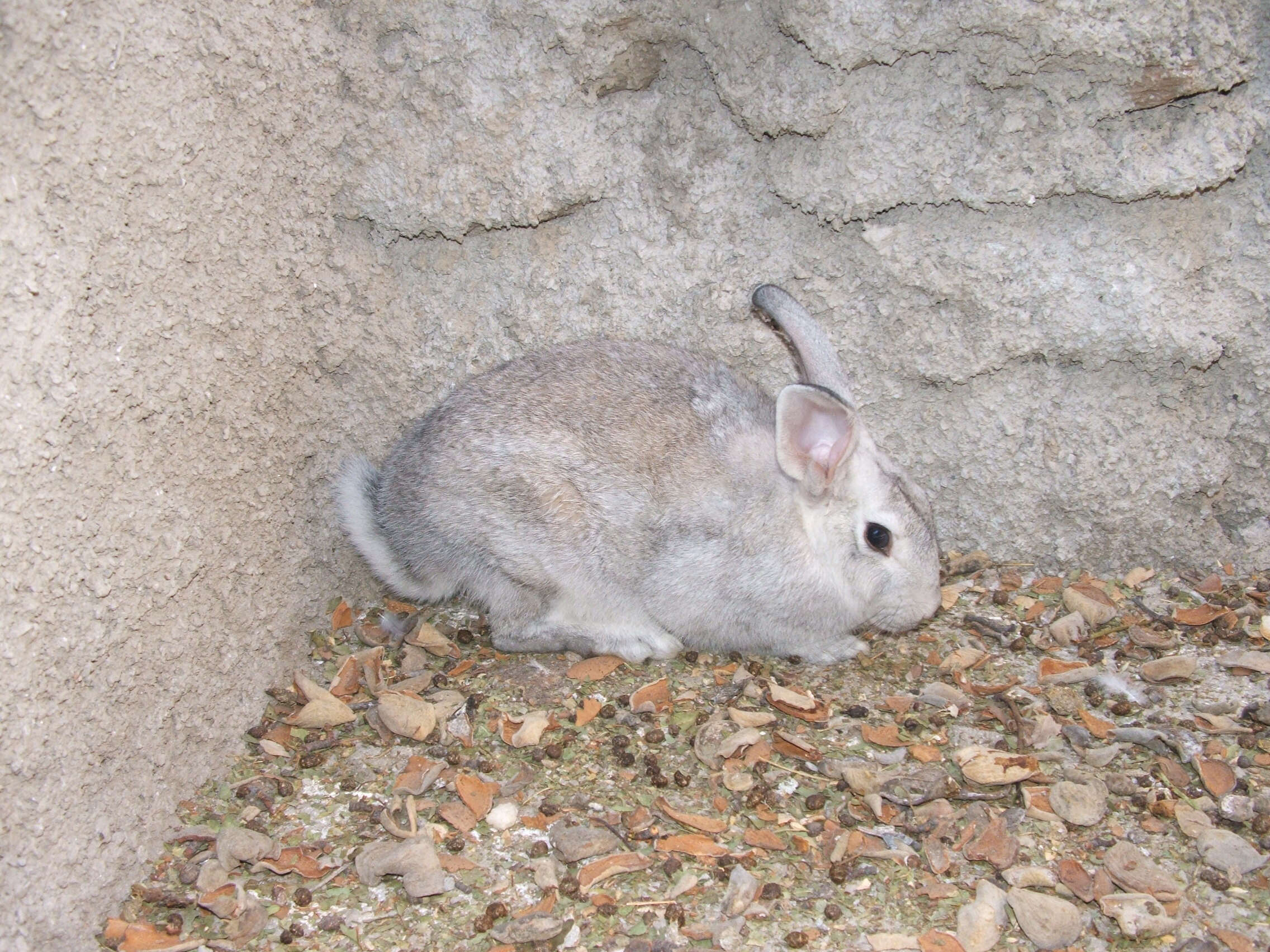 Image of Oryctolagus cuniculus domesticus