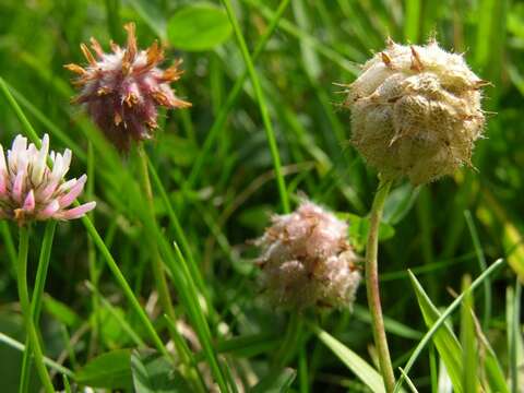 Image of strawberry clover