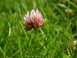 Image of strawberry clover