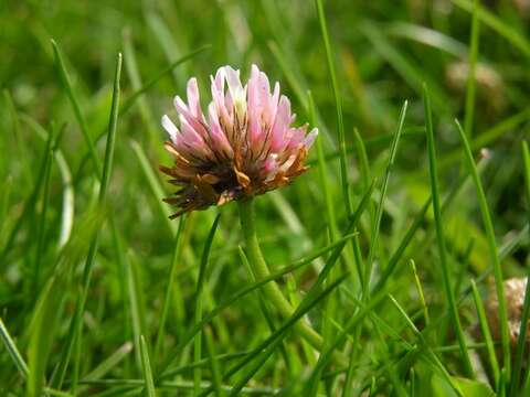 Image of strawberry clover