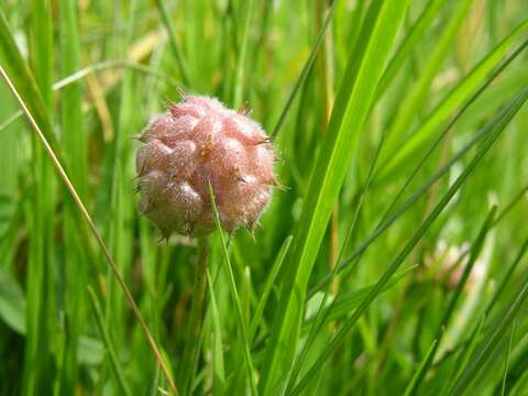 Image of strawberry clover