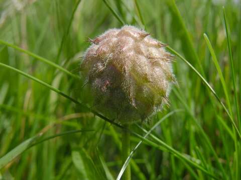 Plancia ëd Trifolium fragiferum L.