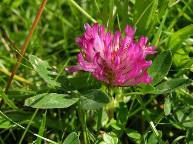 Image of zigzag clover