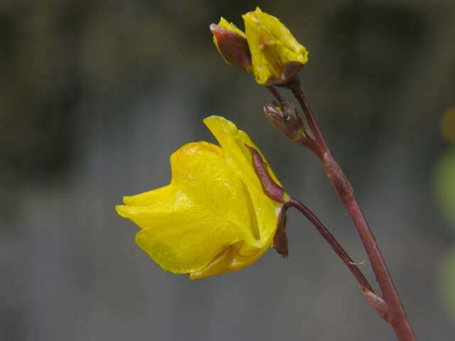 Imagem de Utricularia