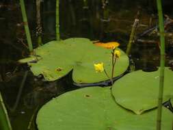 Imagem de Utricularia