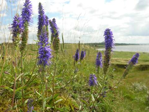 Image of spiked speedwell