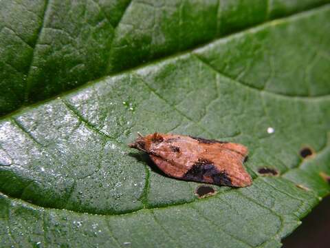 Image of Acleris