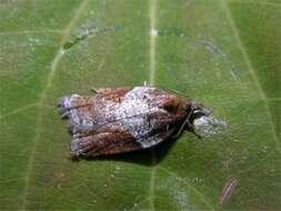 Image of broad-barred button moth