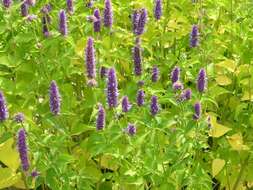 Image of giant hyssop