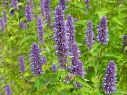 Image of giant hyssop