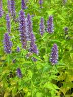 Image of giant hyssop