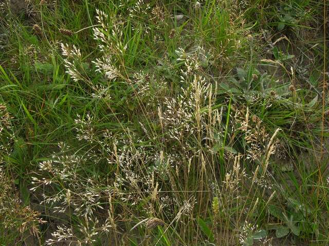 Image of hairgrass