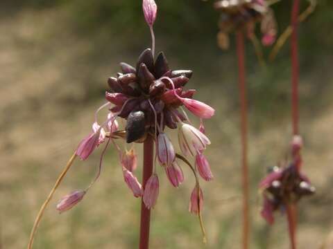 Image of field garlic