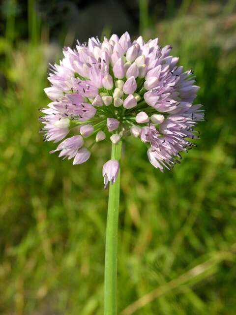 Image of German garlic