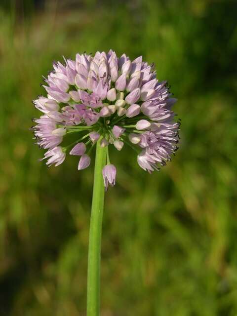 Image of German garlic