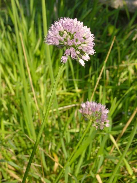 Image of German garlic