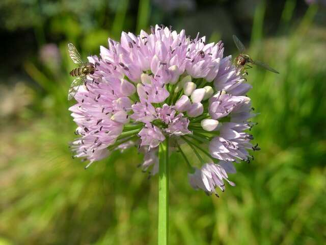 Image of German garlic