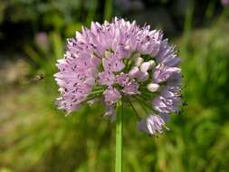 Image of German garlic