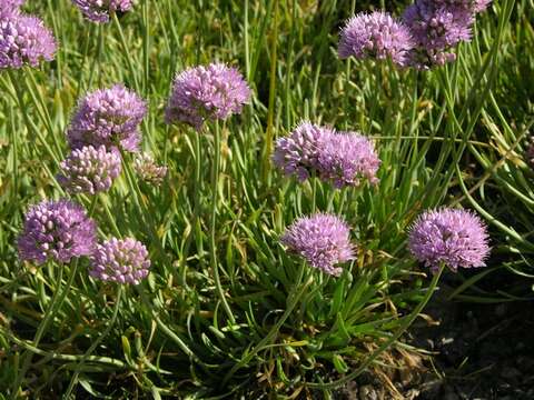 Image of German Garlic