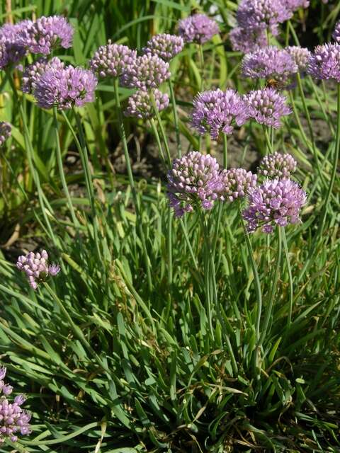 صورة Allium lusitanicum Lam.