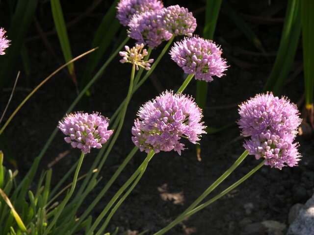 صورة Allium lusitanicum Lam.