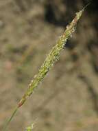 Image of Foxtail Grass