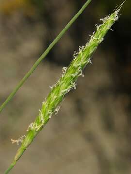 Image of Foxtail Grass