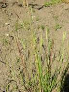 Image of Foxtail Grass