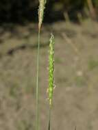 Image of Foxtail Grass