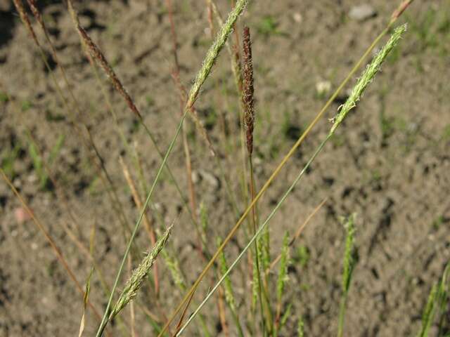 Image of Foxtail Grass