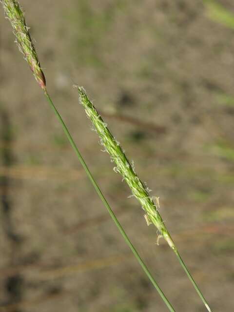 Image of Foxtail Grass