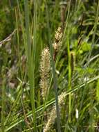 Image of beaked sedge