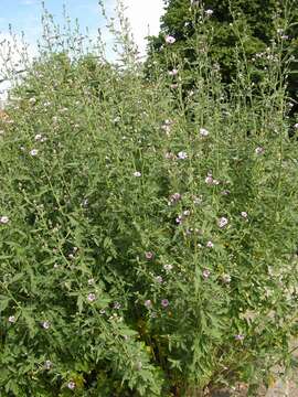 Image de Althaea