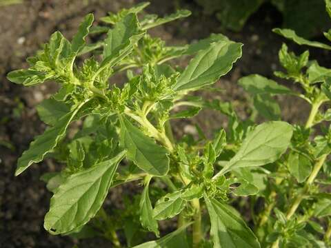 Amaranthus resmi