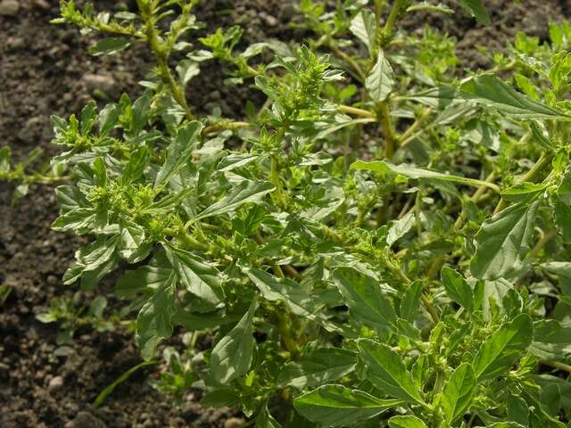 Amaranthus resmi