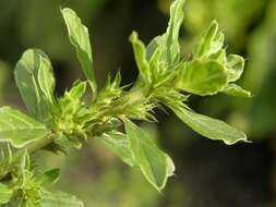 Amaranthus resmi