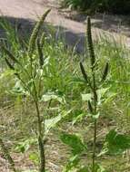 Image of ragweed