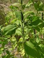 Image of ragweed