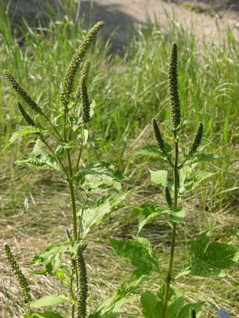 Image of ragweed