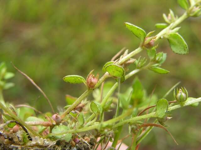 Image of Chaffweed