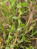 Image of Chaffweed