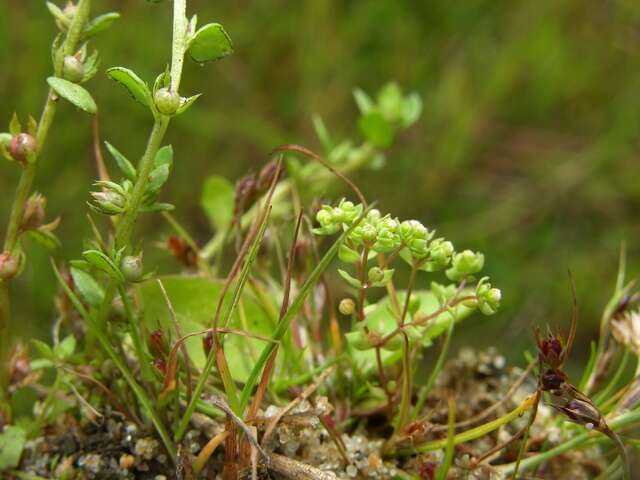 Image of Chaffweed