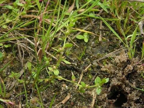 Image of Chaffweed