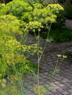 Image of dill
