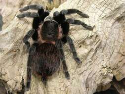 Image of tarantulas