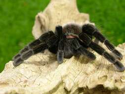 Image of tarantulas